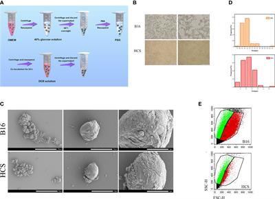 Hyperosmotic cold shock mouse melanoma cells encapsulated with doxorubicin for targeted treatment of melanoma